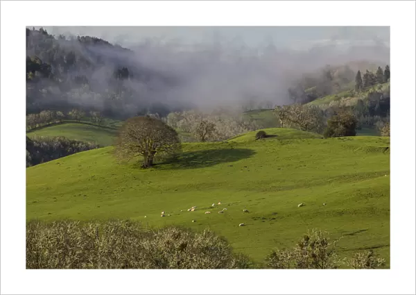 USA, Oregon, Whistlers Bend County Park. Overview of sheep in pasture. Credit as