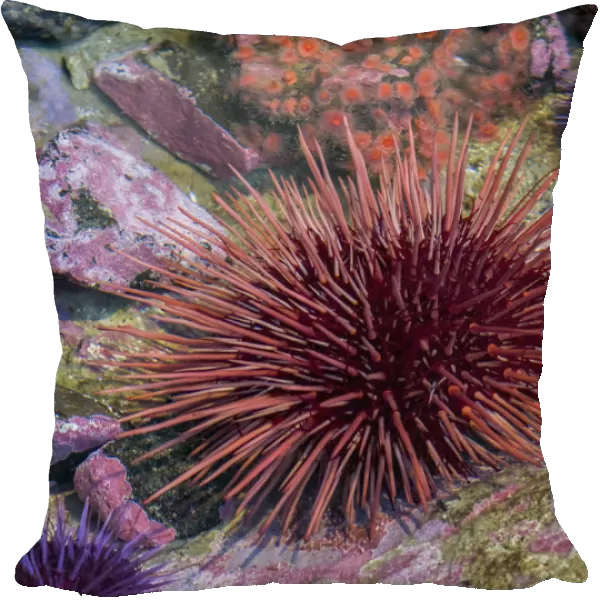 USA, Oregon, Newport. Sea urchin in a tide pool exhibit