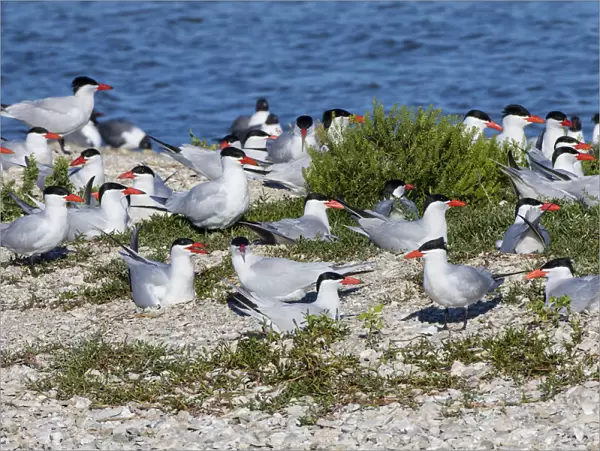 Royal Terns (Sterna maxima) on nesting island