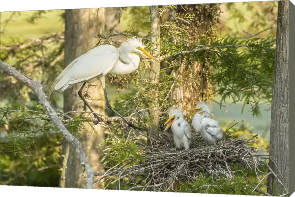 USA, Louisiana, Evangeline Parish. Great egret adult and chicks at nest. Credit as