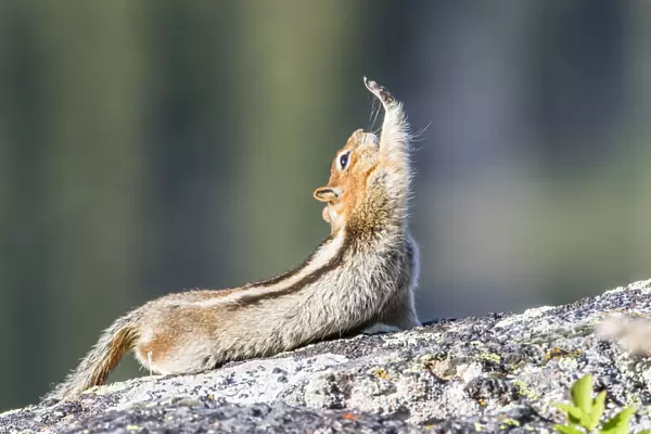 USA, Wyoming, Sublette County. Golden-mantled Ground Squirrel stretching as if reaching
