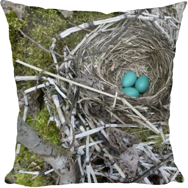 USA, Washington State. Three American Robin, Turdus migratorius, sky blue eggs in
