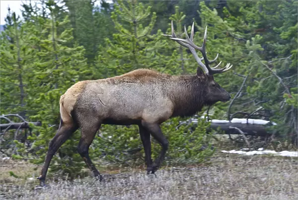 USA, Wyoming, Yellowstone National Park. West Thumb, male Elk