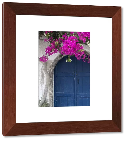 Greece, Santorini. Weathered blue door is framed by bright pink Bougainvillea blossoms