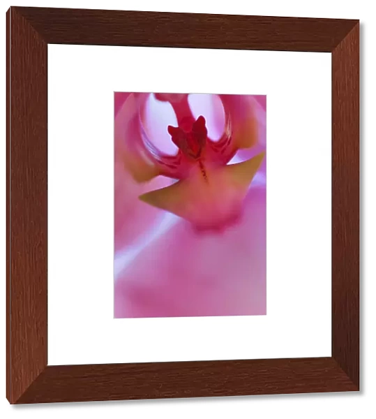 USA, California. Pink orchid detail. Credit as: Dennis Flaherty  /  Jaynes Gallery  /  DanitaDelimont