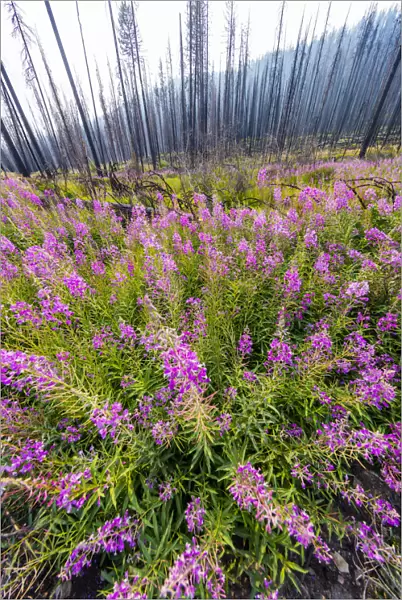 Fireweed filling in after wildfire near Missoula, Montana, USA
