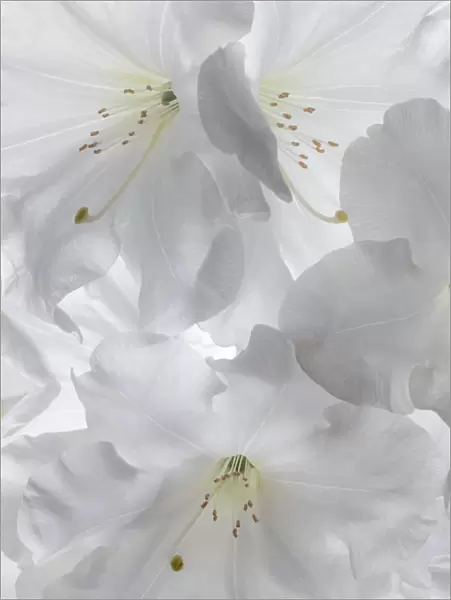 USA, Washington State, Seabeck. White rhododendron blossoms