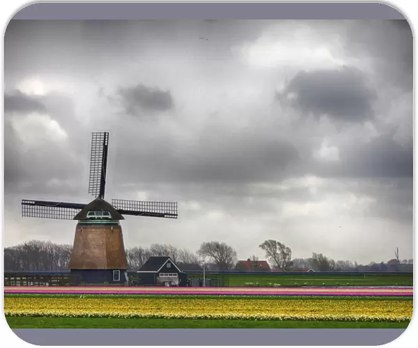 Netherlands, Nord Holland. Tulip fields with traditional Dutch home