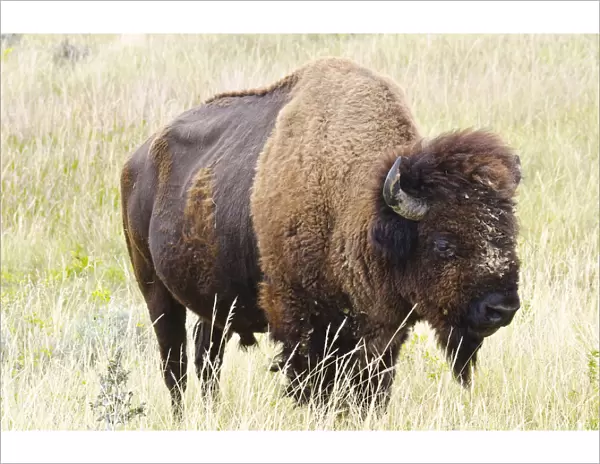 USA, North Dakota, Medora. Theodore Roosevelt National Park, North Unit, American Bison