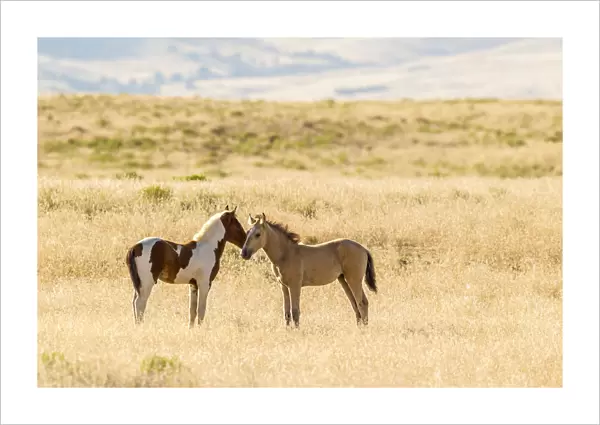 USA, Utah, Tooele County. Wild horse foals greeting