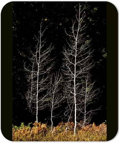 Denuded aspens, White River Area, Wenatchee National Forest, Washington State, USA