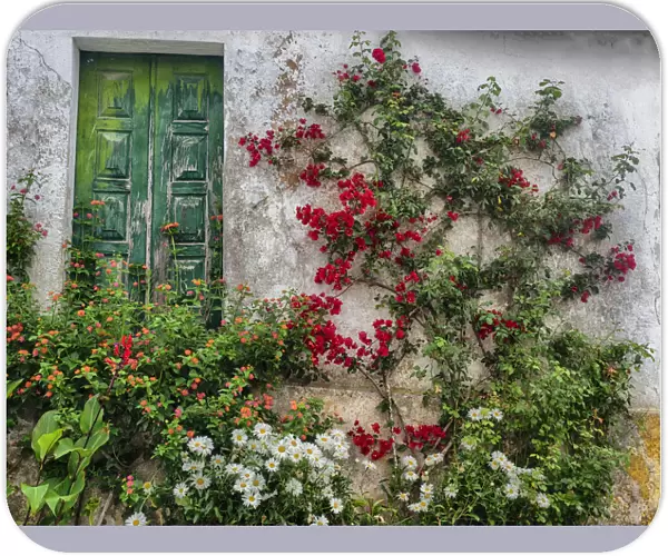 Portugal, Obidos. Flowers growing on wall of house with green door
