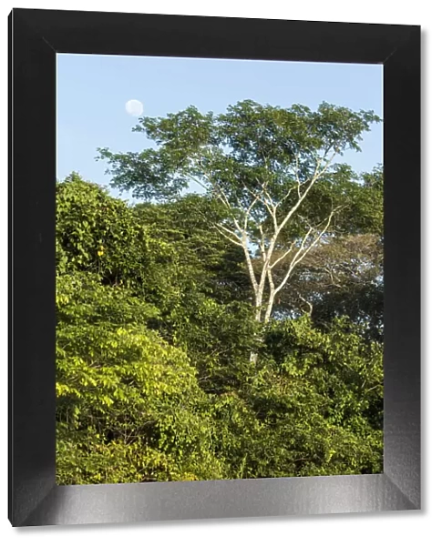 Pantanal, Mato Grosso, Brazil. Forest and moon seen in early morning along the Cuiaba river