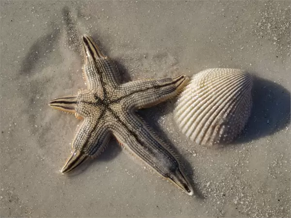 Seashell and starfish, Honeymoon Island State Park, Dunedin, Florida, USA