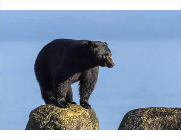 Canada, British Columbia. Black bear at edge of estuary
