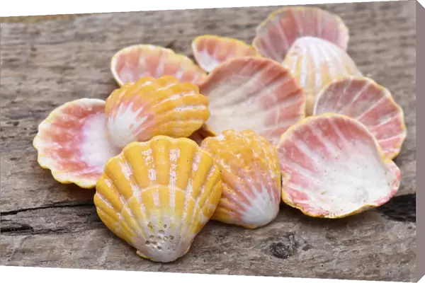 Hawaiian sunrise shells