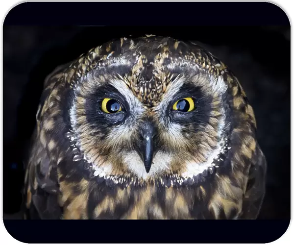 Ecuador, Galapagos Islands, Genovesa Island. Short-eared owl portrait