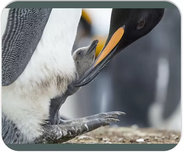 King Penguin chick balancing on the feet of a parent, Falkland Islands