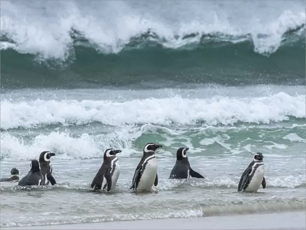 Falkland Islands, Saunders Island. Magellanic penguins emerge from the sea
