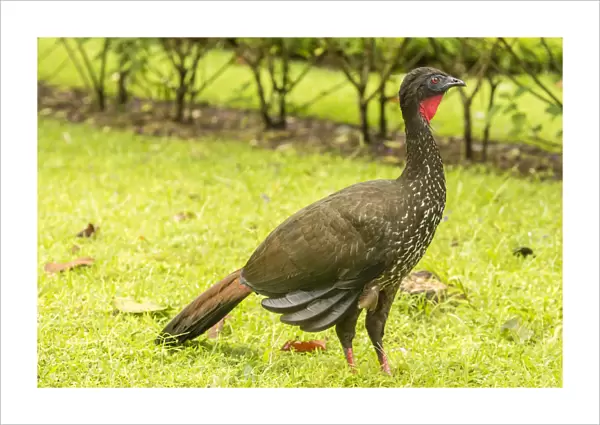 Costa Rica, Arenal. Crested guan on ground