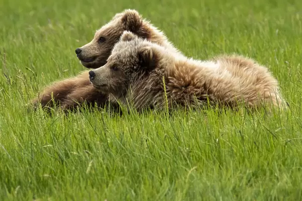 Alaska, USA. Two grizzly bears on grass