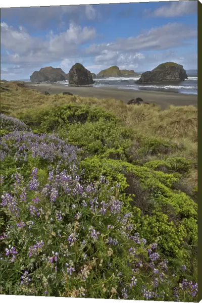 Lupine along southern Oregon coastline near Cape Sebastian State Scenic Corridor