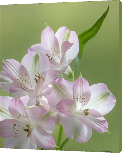 USA, Washington State, Seabeck. Alstroemeria blossoms close-up