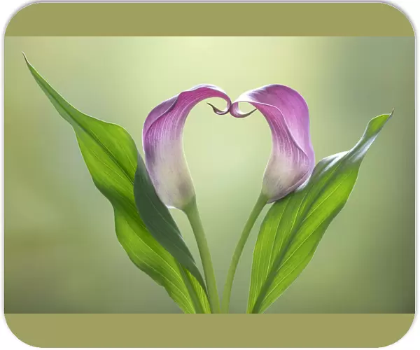 USA, Washington State, Seabeck. Calla lily valentine shape