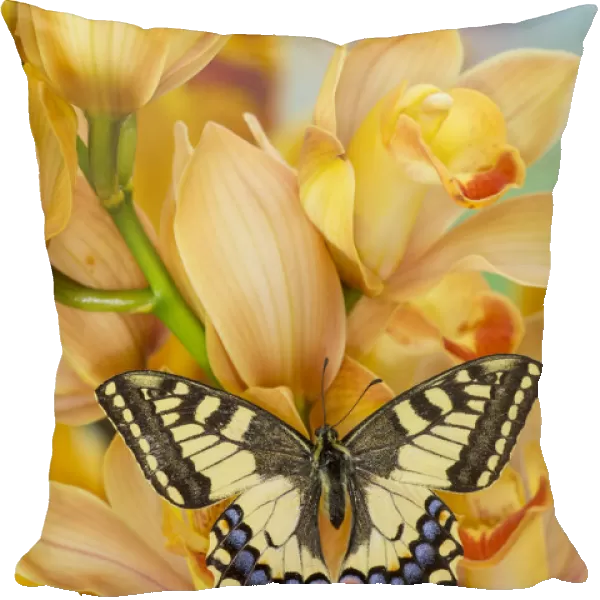 Old world swallowtail, Papilio machaon, butterfly on large golden cymbidium orchid