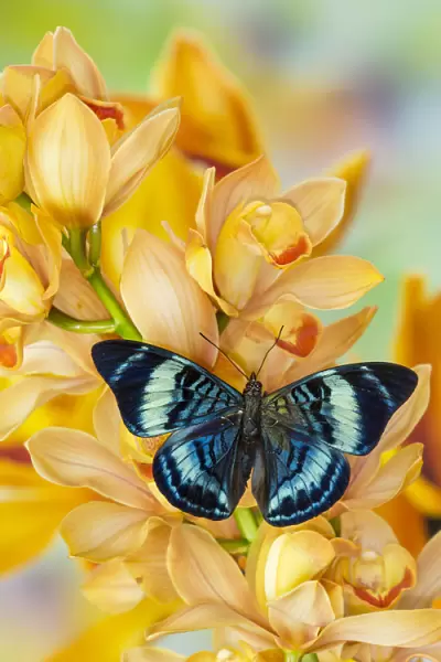 Panacea procilla tropical butterfly on large golden cymbidium orchid