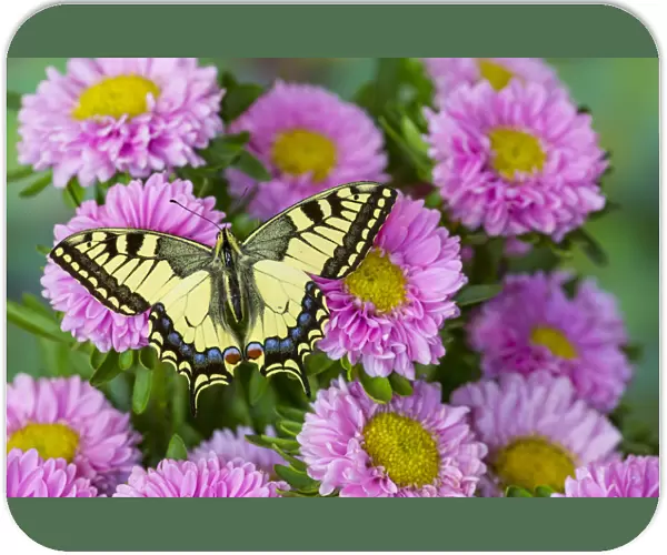 Old world swallowtail butterfly, Papilio machaon, on pink mums