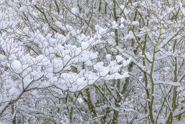 USA, Washington State, Seabeck. Snow-covered dogwood and maple trees