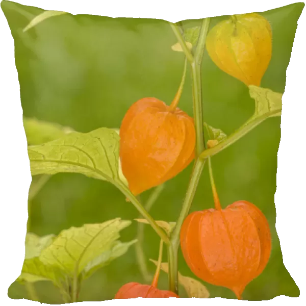 Issaquah, Washington State, USA. Bladder cherry (Physalis alkekengi) is easily identifiable