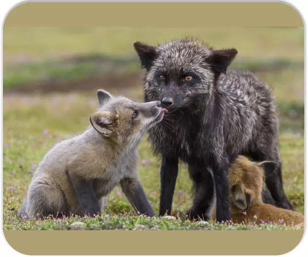 USA, Washington State. Red fox with European rabbit prey