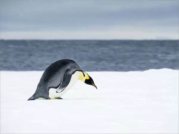 Snow Hill Island, Antarctic. Emperor Penguin about to toboggan