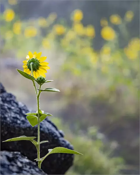 Usa, Idaho, Lowman. Wild sunflowers (Helianthus annuus)