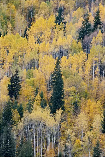 Canada, British Columbia. Autumn aspen and pines, Wells-Gray Provincial Park