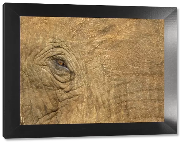 Africa, Botswana, Kasane, Close-up of Bull Elephant