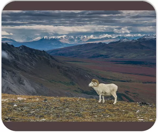 Dall sheep on ridge, fall tundra, Denali National Park, Alaska, USA