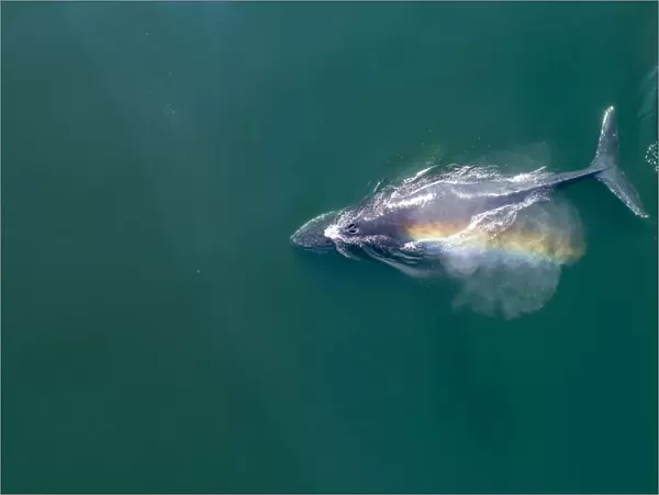 USA, Alaska, Aerial view of rainbow-colored mist hanging above Humpback Whale