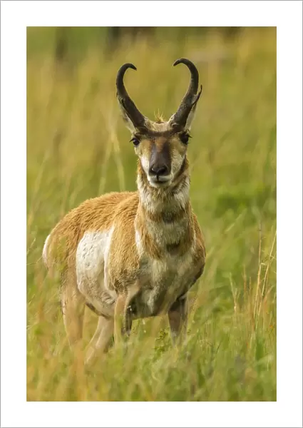 USA, South Dakota, Custer State Park. Pronghorn antelope buck