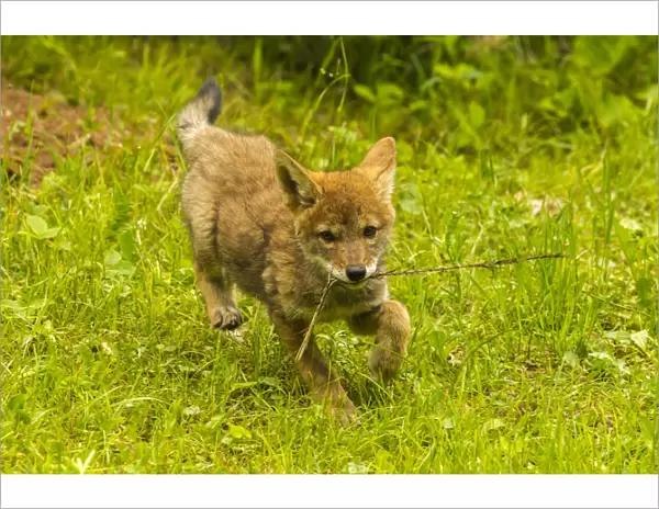 USA, Minnesota, Pine County. Coyote pup playing with stick