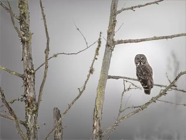 USA, Minnesota, Sax-Zim Bog. Great gray owl on tree branch on foggy winter morning