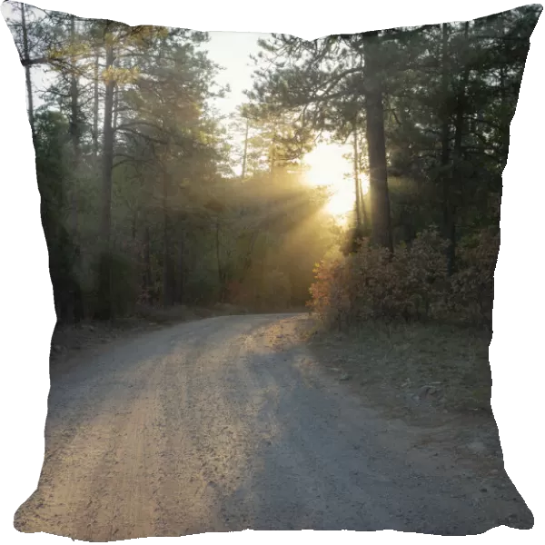 Forest Roads at sunrise, Manzano Mountain Wilderness, Cibola National Forest, New Mexico