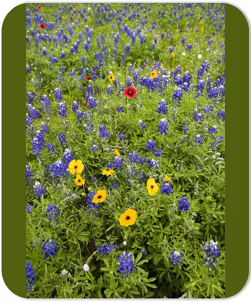 Wildflowers including Texas Bluebonnets (Lupinus texensis