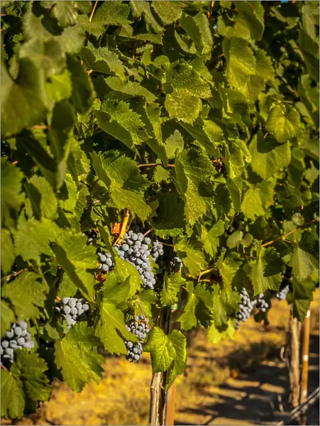 USA, Washington State, Zillah. Harvest of rows of Cabernet Sauvignon in a Yakima Valley