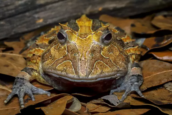 South American horned frog