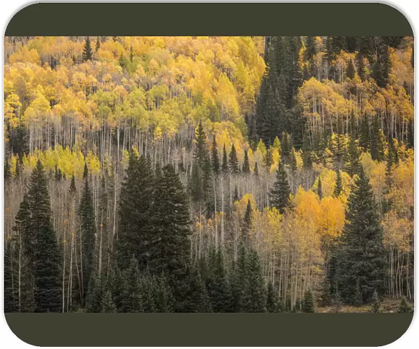 Mountain slope of Aspen trees and evergreens in fall, Uncompahgre National Forest