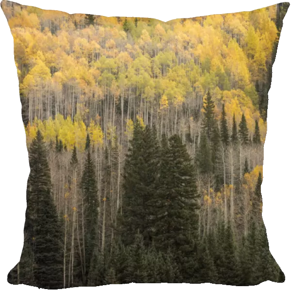Mountain slope of Aspen trees and evergreens in fall, Uncompahgre National Forest