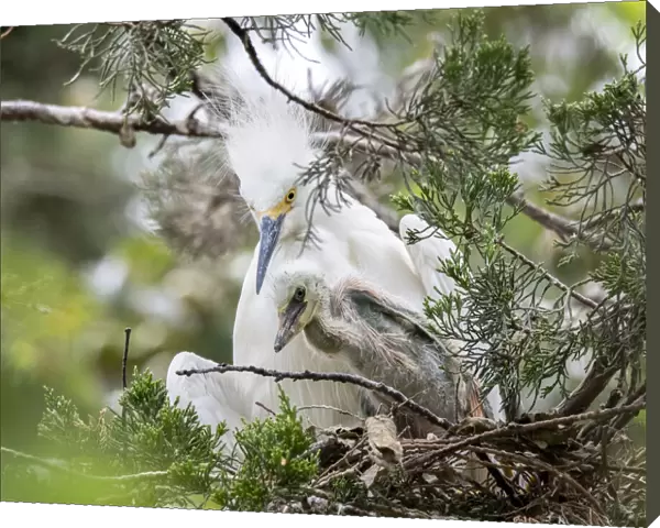 Snow egret nesting with chick